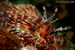 Baby Lionfish just a few centimeter big. Never saw this s... by Patrick Neumann 